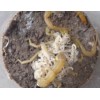 上海蝎子/上海蝎子种虫价格上海蝎子养殖技术