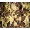 上海蝎子养殖|上海蝎子用途|上海蝎子作用|上海蝎子销路