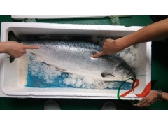 深圳海鲜批发_深圳海鲜_海鲜烧烤图片大全(3)