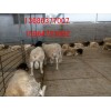 新疆杜寒杂交羊母羊多少钱一只 哪里有出售杜寒杂交羊