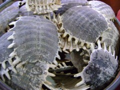 求购鳖甲、穿山甲等各种动植物原药材图3