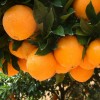 梦江南脐橙种植价位，哪儿有热门梦江南脐橙批发市场