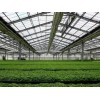 纹络温室建造建设——值得信赖园艺温室建造哪里有