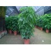 东莞绿宝树：品牌好的广东绿宝树园艺公司