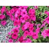 想买矮牵牛当选胜红花卉苗木_牵牛花种植基地