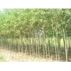 滨州竹柳|供应山东抢手的竹柳
