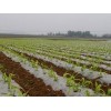 贵州玉米地膜价格——新品玉米地膜，哪里有卖