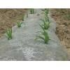 高质量的玉米地膜市场价格情况广东农用地膜价格