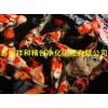 北京室外景观鱼池水净化专家，为你处理好每一滴水。