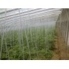 优质单体蔬菜大棚建设，中国单体蔬菜大棚