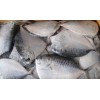 冷冻鲳鱼价格冷冻三文鱼厂家直销冷冻秋刀鱼批发产地
