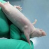 【杭州大鼠肝免疫性纤维化模型实验|杭州大鼠胃溃疡模型价格|杭