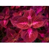 高质量的红彩叶草市场价格情况——红彩叶草种植基地