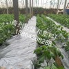 辣椒黄瓜专用种植银黑双色地膜|山东地区质量硬的银黑（灰）双色