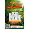 农业蔬菜防治黄瓜靶斑病黄瓜黄点病黄瓜黑星病看看种植高手