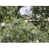 香精香料化妆品原料