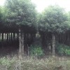 8公分香樟多少钱，供应湖南香樟