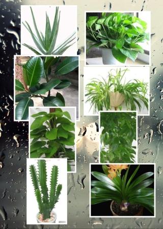 河南净化工程推荐室内净化植物