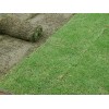 安徽矮生百慕大草坪公司安徽矮生百慕大草坪种植安徽矮生百慕