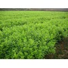 【求购】泰安4-6公分樱花树苗基地哪里有？