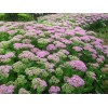 想要八宝景天就来馨飞花卉苗木山东八宝景天