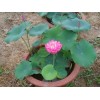 优质荷花苗：田园情花卉专业供应荷花苗
