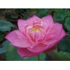 郑州荷花苗报价|盆栽荷花批发