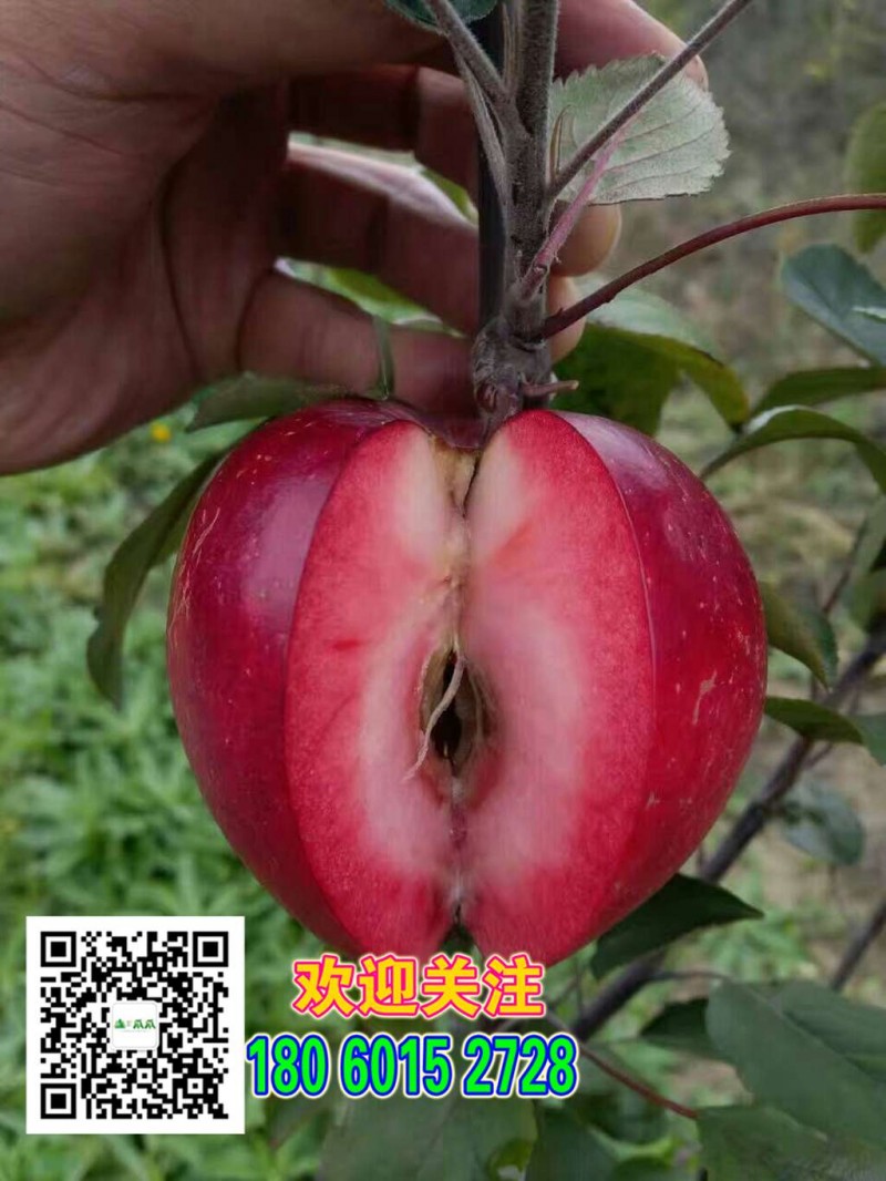 上海红肉苹果苗种子苗木哪家强山瓜瓜