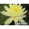 睡莲