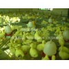 鹅苗批发价格/德州鹅苗供货商/德州笨鸡孵化厂