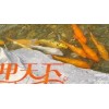 无锡市花园锦鲤鱼池浑浊、发绿专业处理