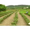 宁夏化草坪种植基地_银川草坪_草皮_绿化草坪_西北草坪139
