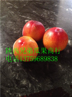 陕西丰园红杏009