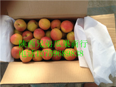 陕西丰园红杏价格图3