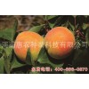 惠农种苗_专业凯特杏供应商：北京凯特杏