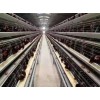 潍坊哪里有卖价格优惠的全自动喂料机：全自动肉鸡料线