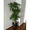 无锡新都绿植租赁电话无锡嘉定绿植租赁深蓝供