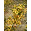 彩叶北海道黄杨黄金甲低价,红枫种苗,彩叶北海道黄杨黄金甲