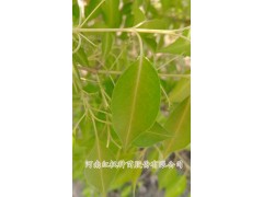 彩叶丝棉木金枝玉叶低价,红枫种苗,彩叶丝棉木金枝玉叶图3