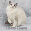星湖名猫北京正规猫舍不选你就亏大了