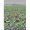 绿色无公害有机农产品种植基地，专业荔浦香芋种植