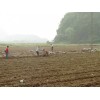 热销荔浦香芋来宾供应——桂林荔浦芋栽培技术