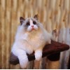 北京布偶猫舍|TICA注册布偶猫舍|北京买布偶猫|恩宠天地供