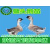 大量供应优惠的鹅苗|云南鹅苗养殖基地