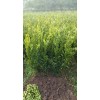 四川大雅苗多少钱一株-中国大雅苗批发-四川春沃果业有限公司