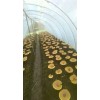 陕西灵芝/北京灵芝基地/冠县菌益康灵芝科技有限公司