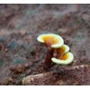 山东灵芝嫩芽批发_灵芝嫩芽价格_冠县菌益康灵芝科技有限公司