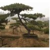 观赏黑松价格_观赏黑松_莱芜市雪野旅游区鹏宇苗木销售中心