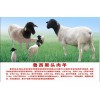 种羊湖羊价格/专业肉羊价格/临清润林牧业有限公司