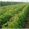 优质广西葡萄苗价格葡萄苗都安县南方水果种植专业合作社